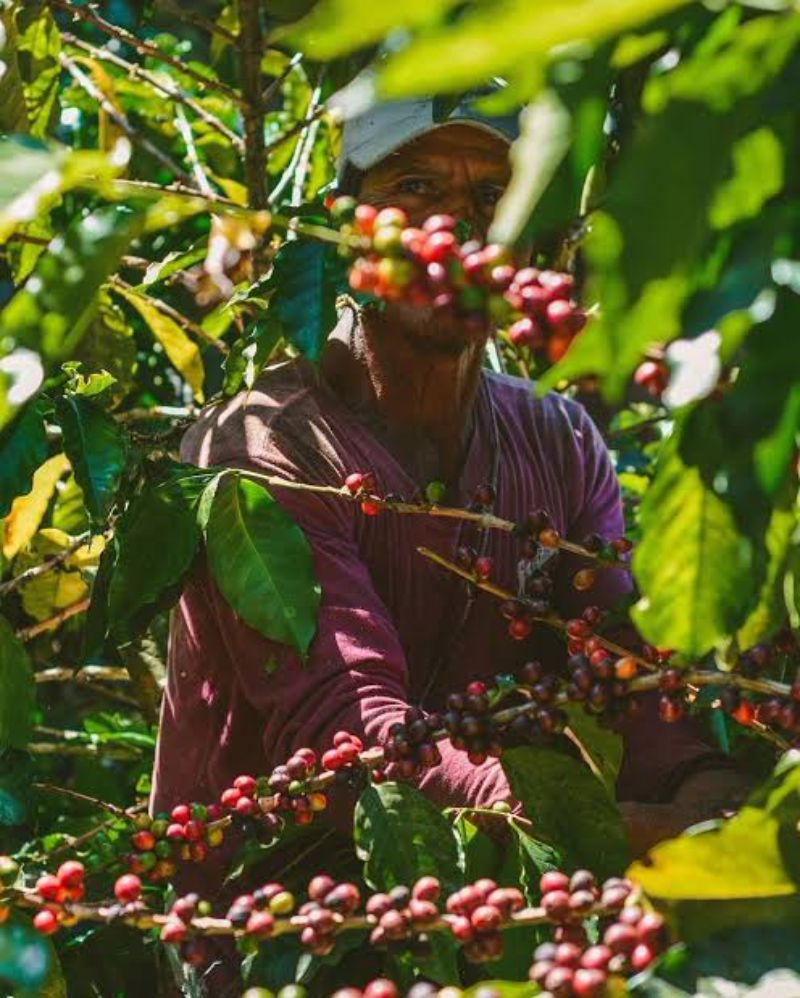 la ruta del café en Chiapas. 