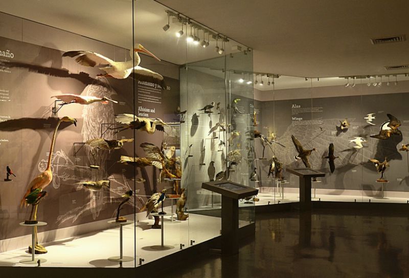 Museo de las aves en Saltillo. 