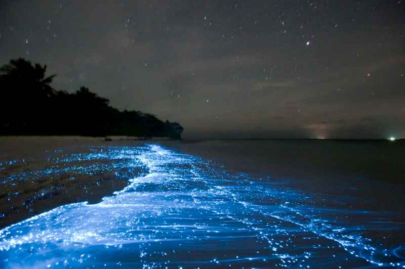 Bioluminiscencia playa balandra. 