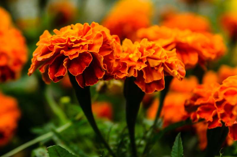 Flores de Día de Muertos: Las 16 más usadas y emblemáticas