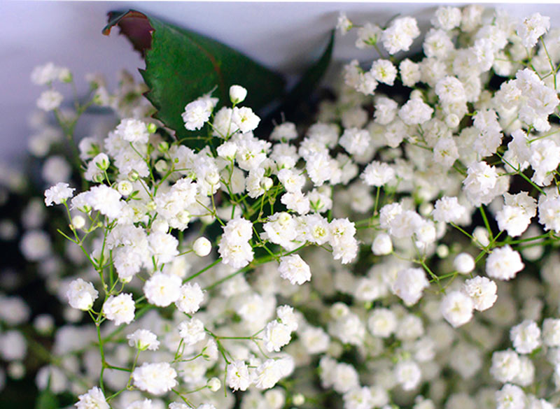 Flores de Día de Muertos: Las 16 más usadas y emblemáticas