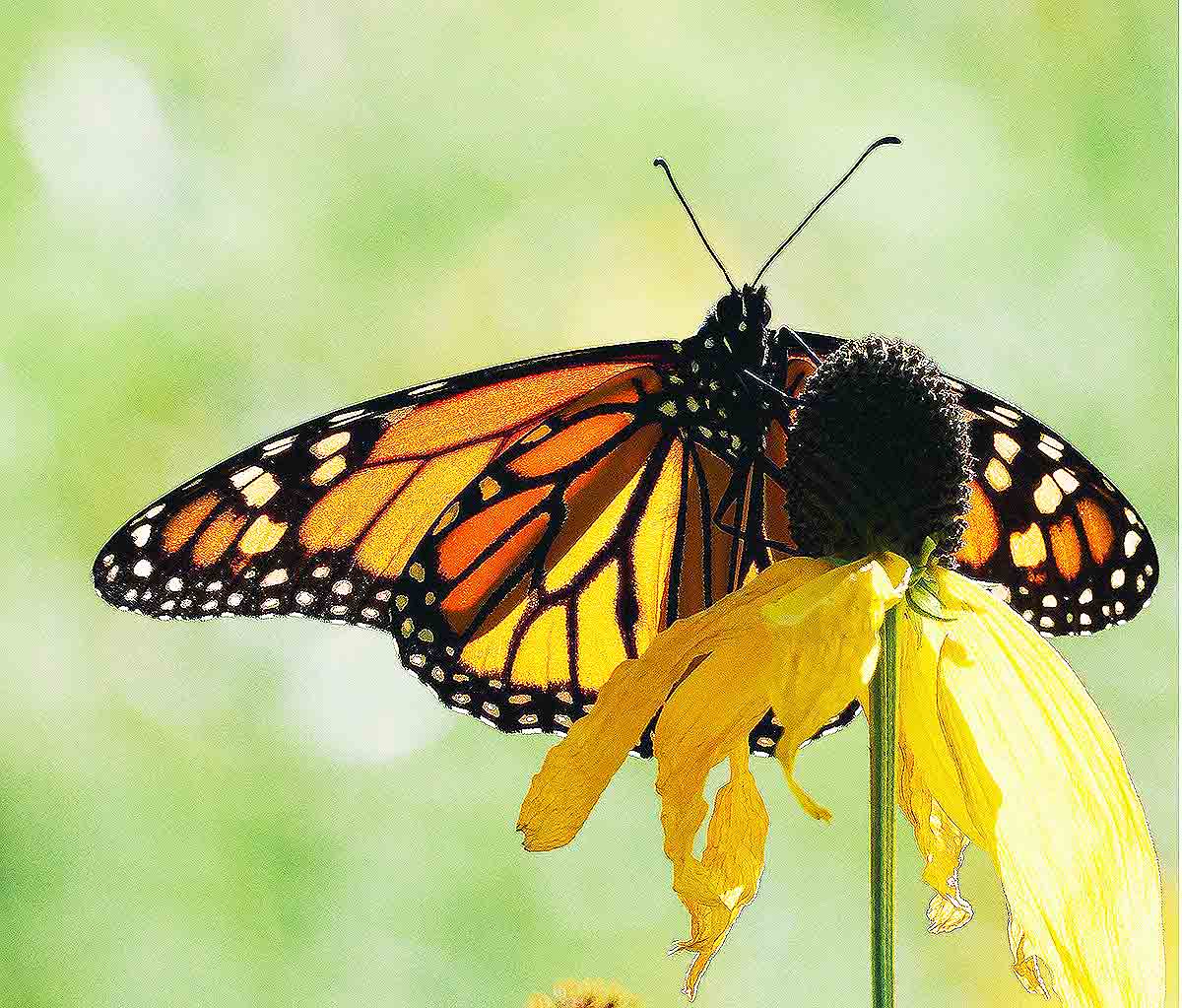 mariposa monarca valle de bravo