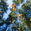 mariposa monarca valle de bravo tour