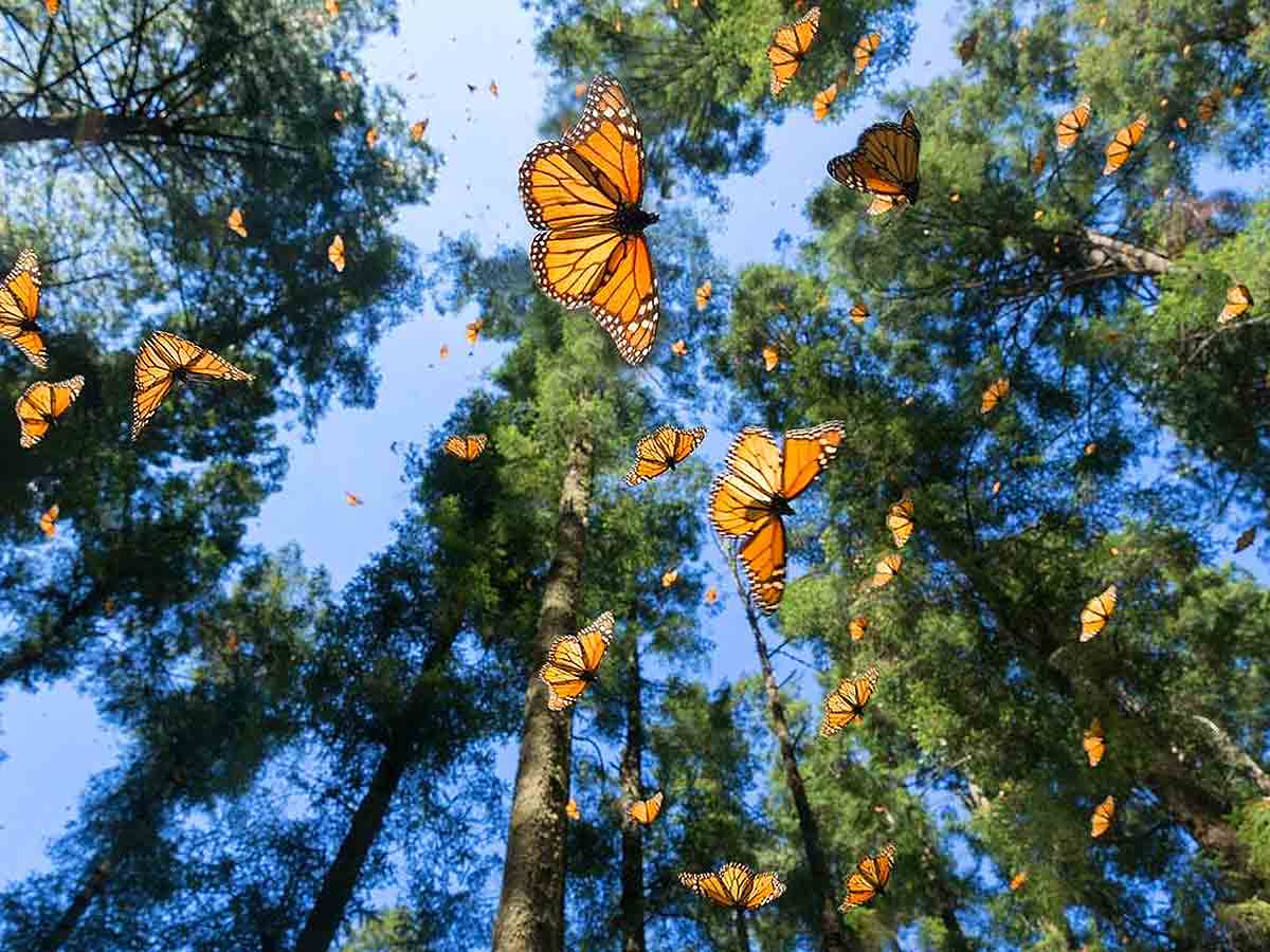 mariposa monarca valle de bravo tour