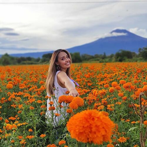 tour campos de cempasuchil