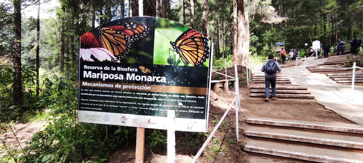 Tour Mariposa monarca