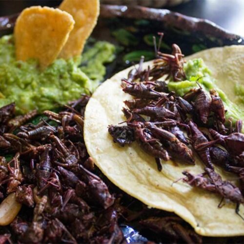 chapulines