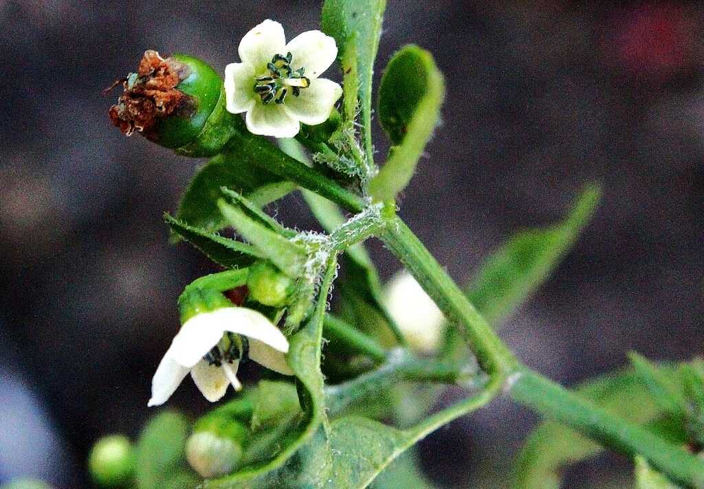 flor-de-la-planta-de-chile-piquín