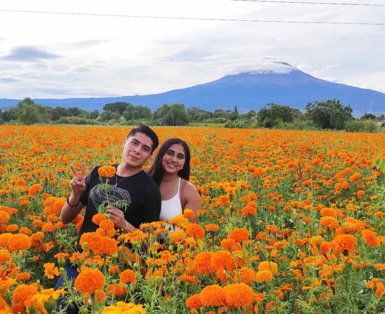 tour campos de cempasuchil