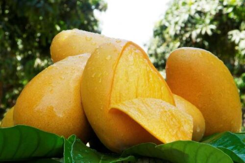 Mango Ataulfo: Su historia y 10 curiosidades