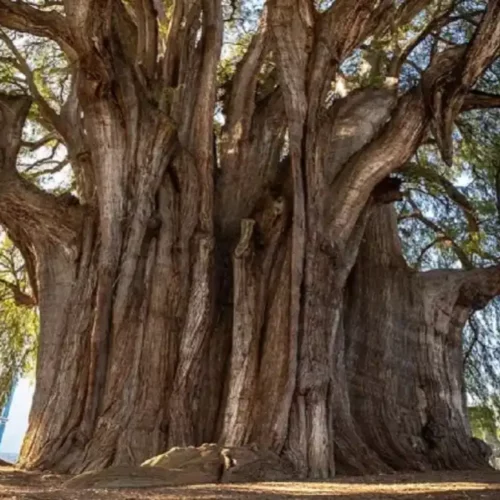 Árbol del Tule