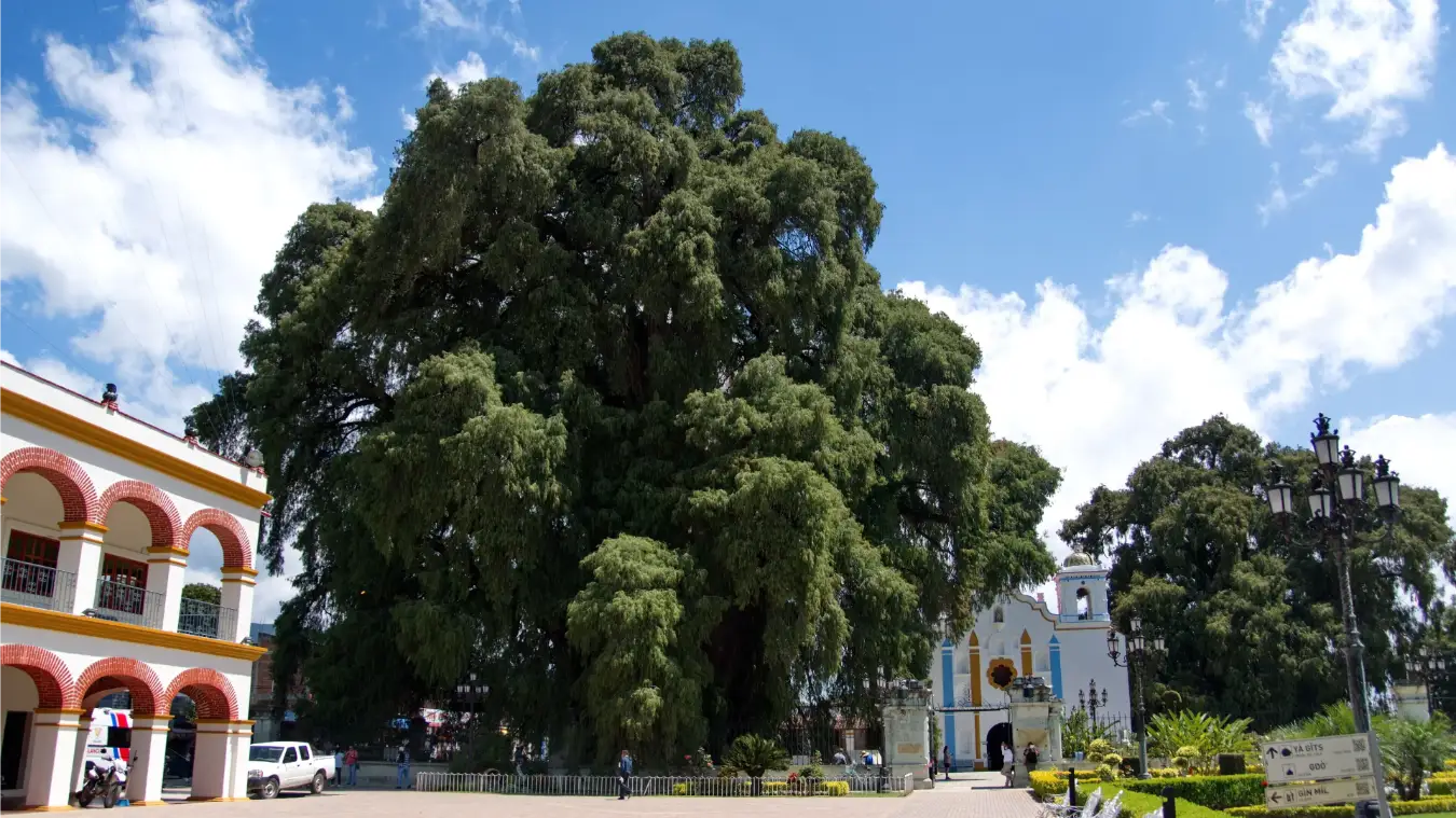 El arbol del tule oaxaca bis bis bis (1)