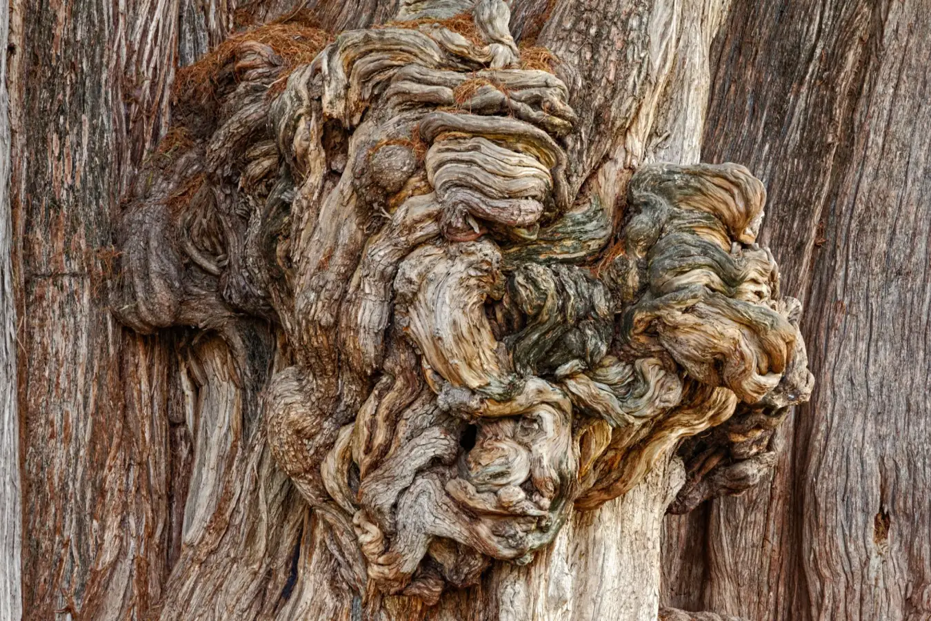 Árbol del Tule