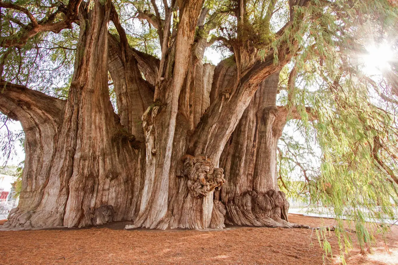 Árbol del Tule