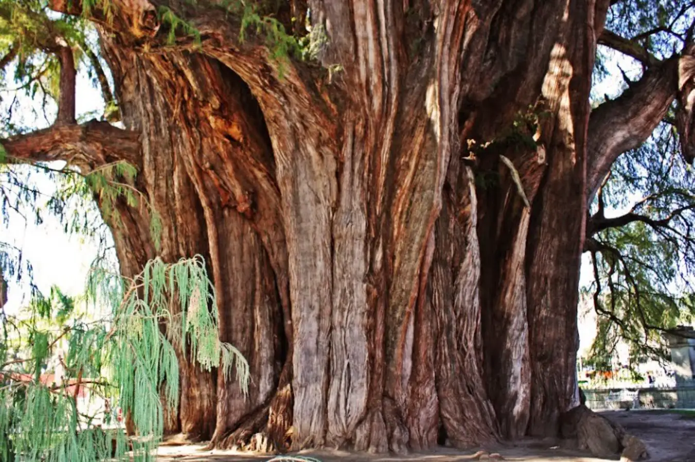 Árbol del Tule