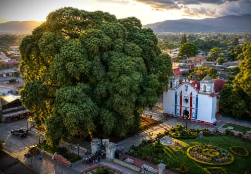 Árbol del Tule