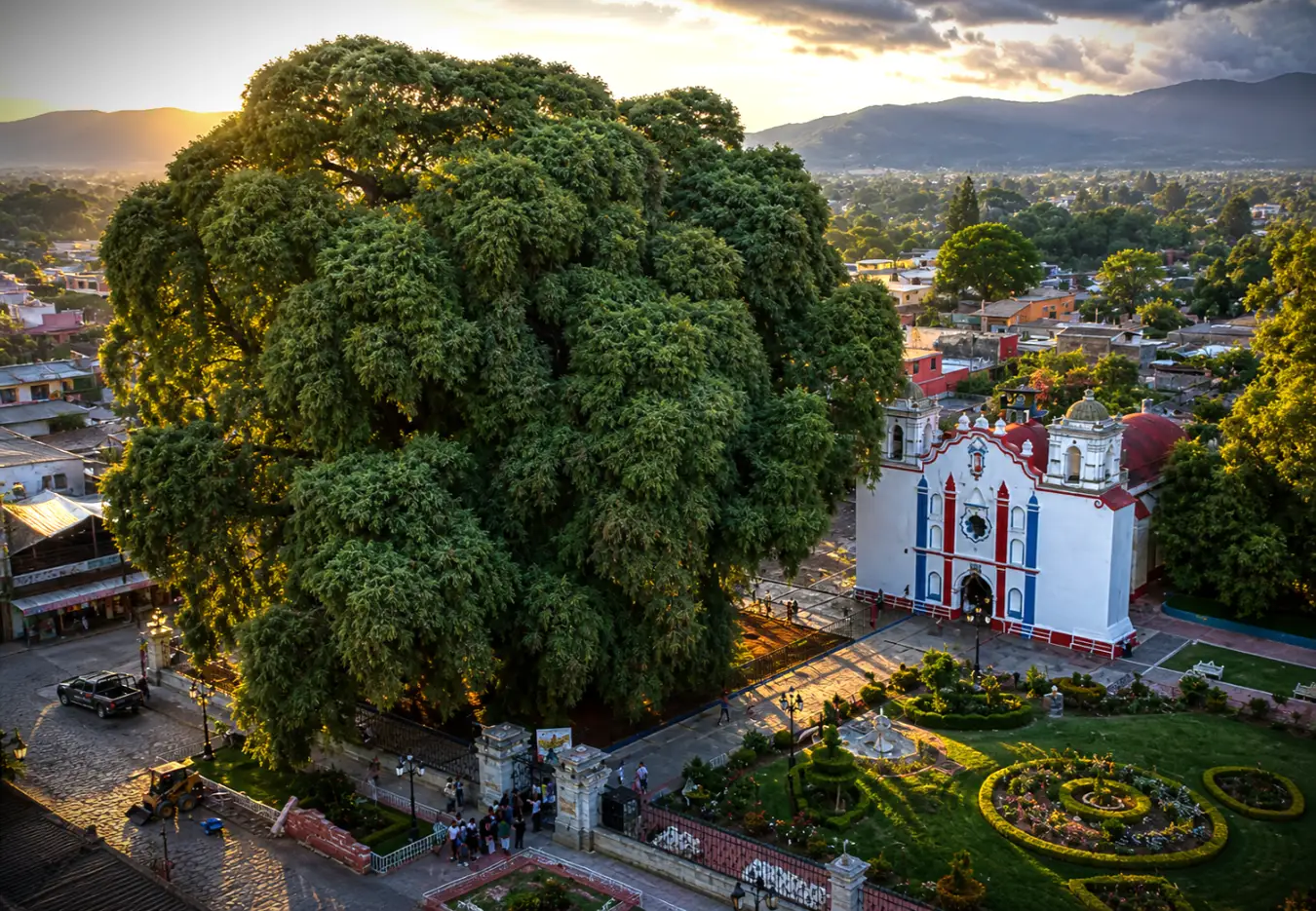 Árbol del Tule
