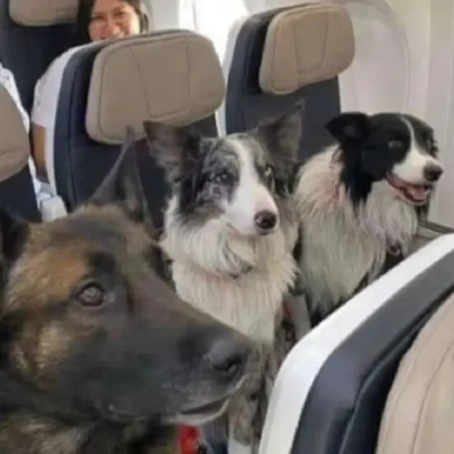 Tips para que tu mascota viaje en avión