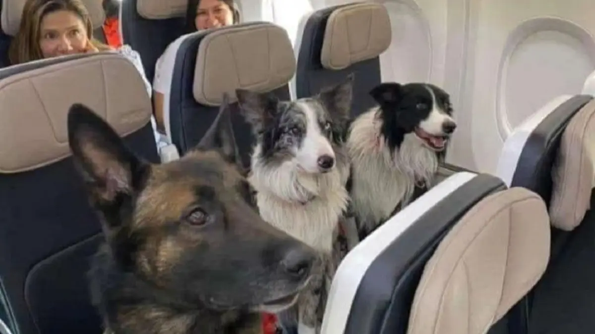 Tips para que tu mascota viaje en avión