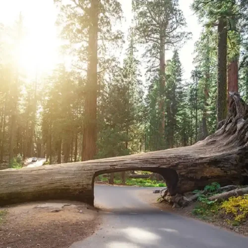 ¿Qué ver en California?