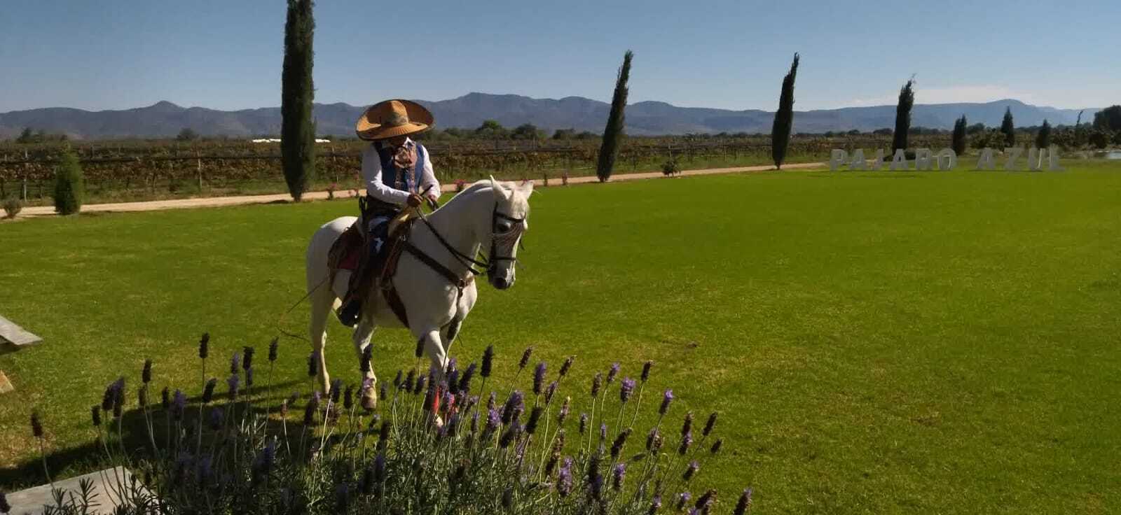 norte-de-guanajuato