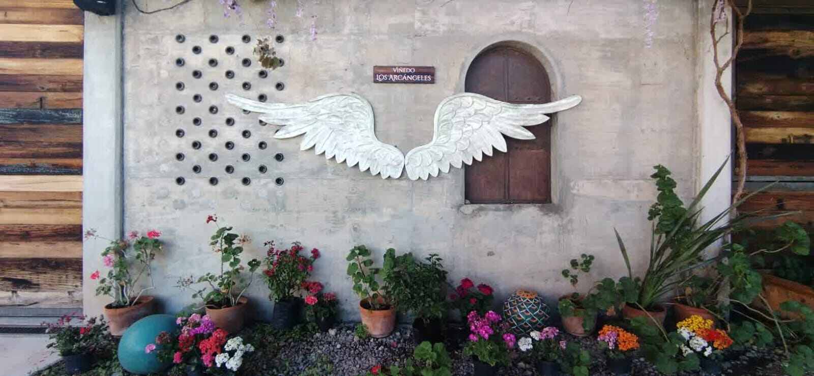 vinedo-los-arcangeles-norte-de-guanajuato
