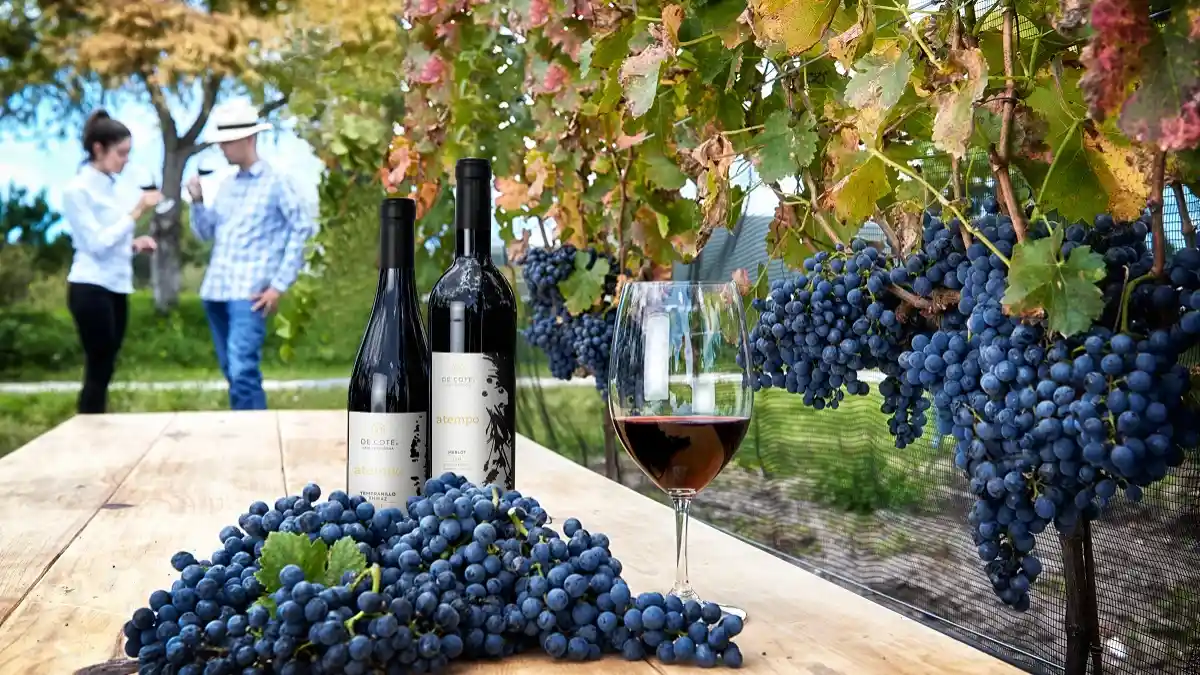 Viñedo De Cote