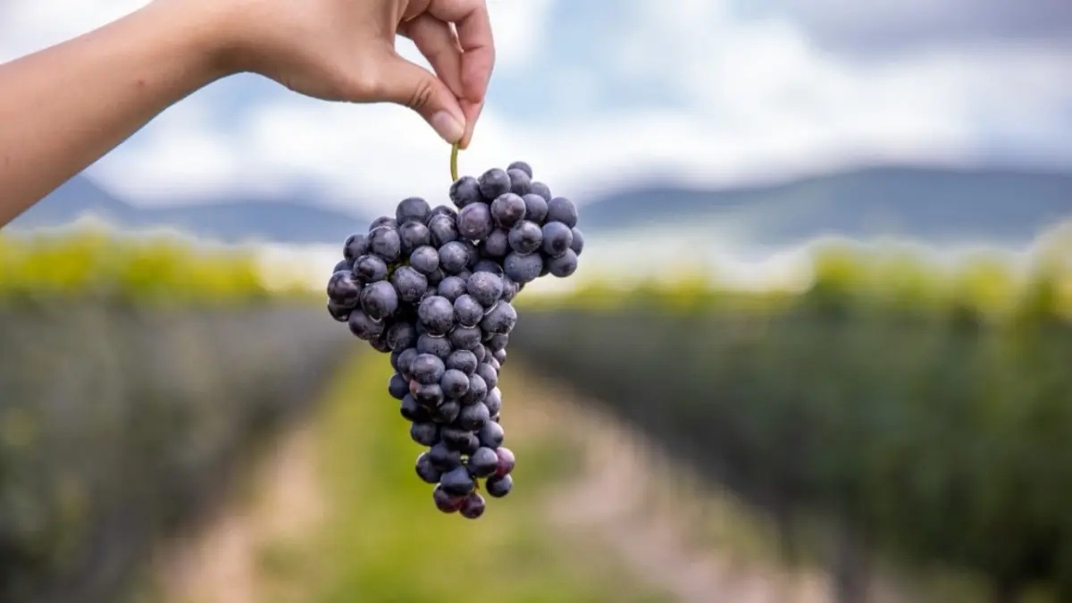 Viñedo de Cote